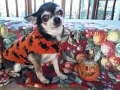 Halloween Hoodie